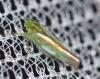 Kybos sp.